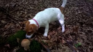 WP 20160730 11 47 12 Pro
